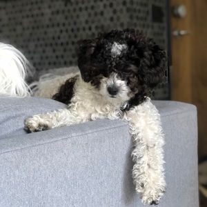 Meet your Posher, Taylor